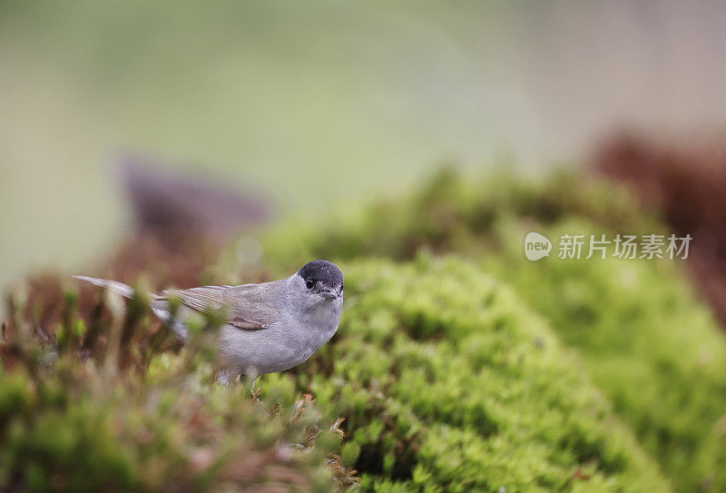 黑冠林莺(Sylvia atricapilla)雄性